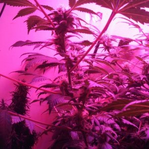 Antics Big Bang LED Grow