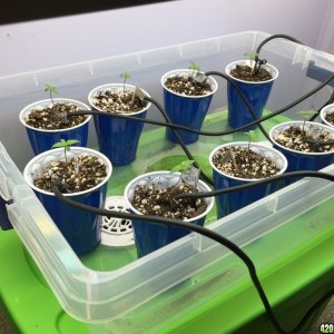 Grow Setup