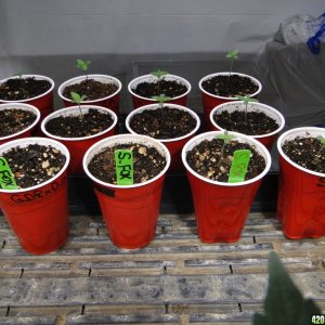 Silver Fox Seedlings