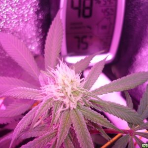 Bay 11 Clones March 14th Day 26 Bloom