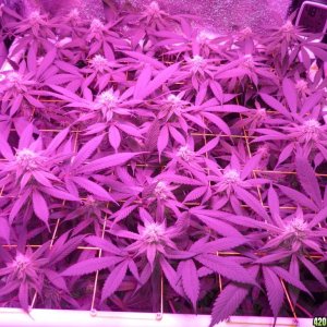 Bay 11 Clones March 14th Day 26 Bloom
