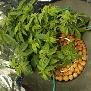 space candy week 3 veg