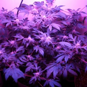 Antics Big Bang LED Grow