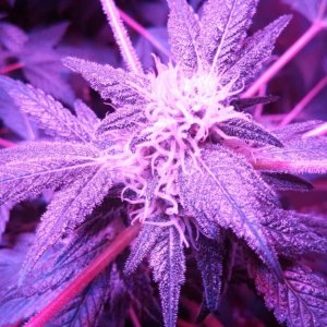 Antics Big Bang LED Grow