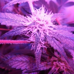 Antics Big Bang LED Grow