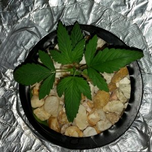 my first grow phase 1