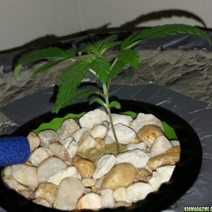 my first grow phase 1