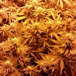 Multi strain L.E.D./HPS grow