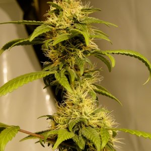 Organic Sour Diesel x OG Kush x Hindu Kush-Day 38