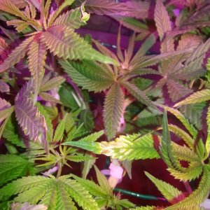 Problem with plants