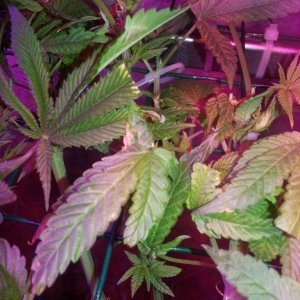 Problem with plants