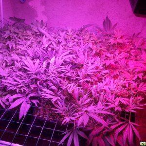 Problem with plants