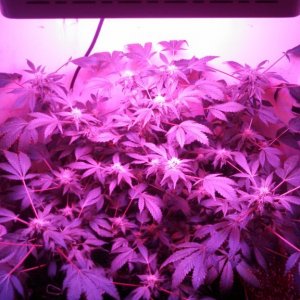 Antics Big Bang LED Grow