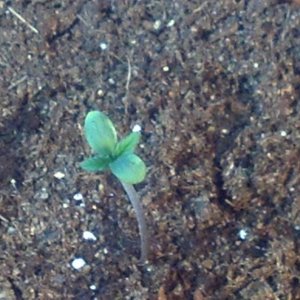 First Outdoor Grow - Seedlings