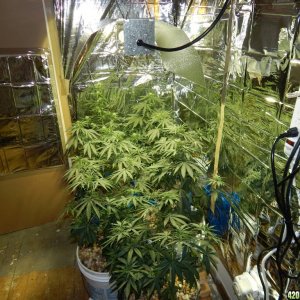 Day 40 veg.