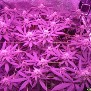 Bay 11 Clones March 16th Day 28 Bloom
