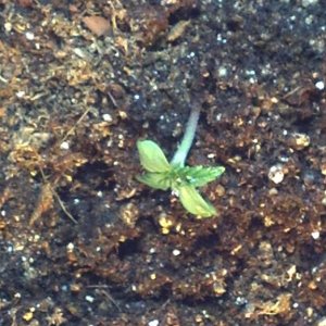 Seedlings