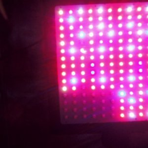 LED light