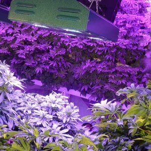 spider cob led grow lights