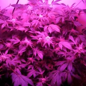 Antics Big Bang LED Grow