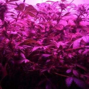 Antics Big Bang LED Grow