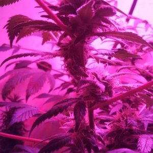 Antics Big Bang LED Grow