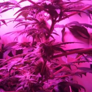 Antics Big Bang LED Grow