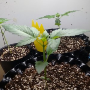 Auto Sour Diesel Vegi Day 15 (Dinafem)