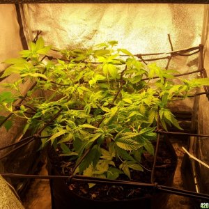 Small tent, old mum, transition to flower