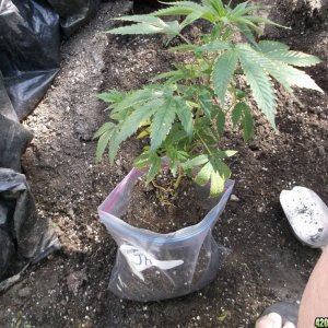 Transplanting