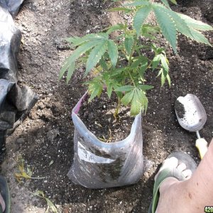 Transplanting