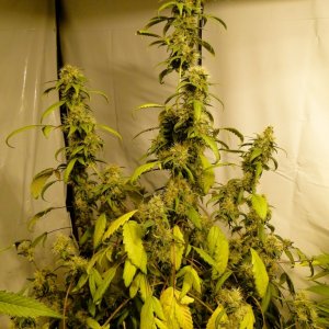 Organic Sour Diesel x OG Kush x Hindu Kush-Day 46 of Flowering