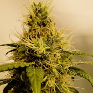 Organic Sour Diesel x OG Kush x Hindu Kush-Day 46 of Flowering