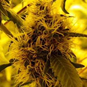 Organic Sour Diesel x OG Kush x Hindu Kush-Day 46 of Flowering