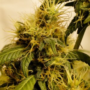 Organic Sour Diesel x OG Kush x Hindu Kush-Day 46 of Flowering