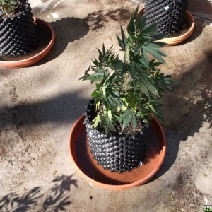 Watering Air Pots