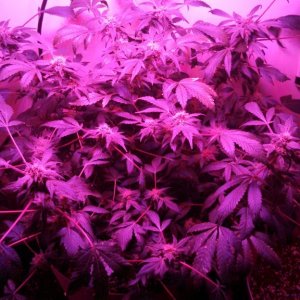 Antics Big Bang LED Grow