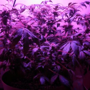 Antics Big Bang LED Grow