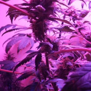 Antics Big Bang LED Grow