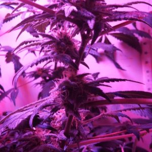 Antics Big Bang LED Grow