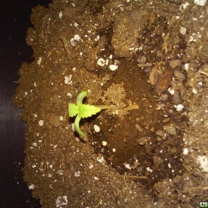 seedlings