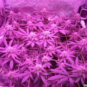 Bay 11 Clones March 22nd Day 34 Flower