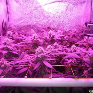 Bay 11 Clones March 23rd Day 35 Flower