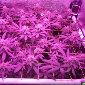 Bay 11 Clones March 24th Day 36 Flower