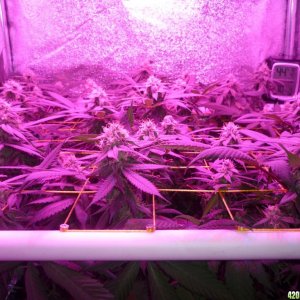 Bay 11 Clones March 24th Day 36 Flower