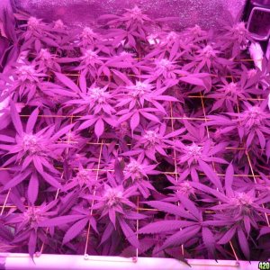 Bay 11 Clones March 24th Day 36 Flower