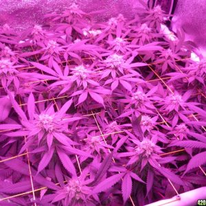 Bay 11 Clones March 24th Day 36 Flower