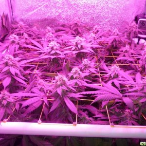 Bay 11 Clones March 25th Day 37 Flower