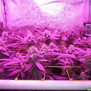 Bay 11 Clones March 25th Day 37 Flower