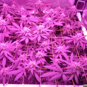 Bay 11 Clones March 25th Day 37 Flower